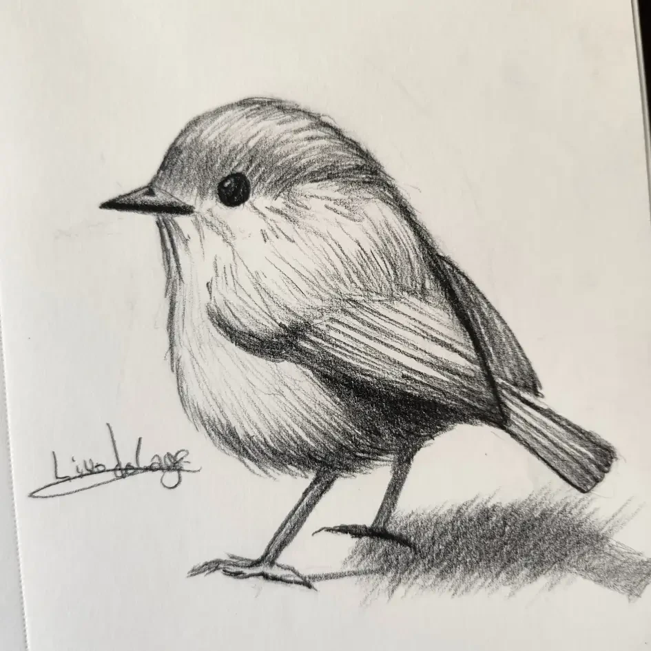 Ilustração — introdução ao desenho de aves